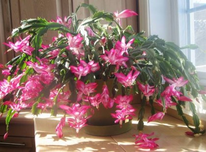 Hogyan vegyük rá a karácsonyi kaktuszt újra és újra a virágzásra? Eláruljuk a trükköt!