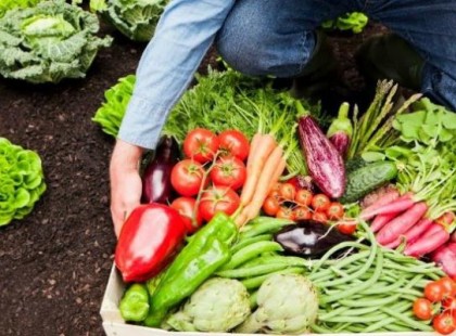 Floridában már ILLEGÁLIS saját zöldségeket termeszteni a kertben!