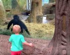 A 2 éves kisfiú odamegy a gorillához - senki sem gondolta hogy az állat így reagál rá