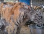 A beteg cirkuszi tigris nem tudja mi a szeretet - mikor megtalálja lélektársát minden megváltozik