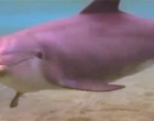 A delfin furcsán viselkedik - a búvárok az élet csodáját láthatják közelről