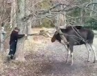 A férfi kiszabadítja az ágak fogságából a rénszarvast aki az életéért küzd