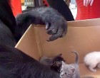 A gorilla egy egész doboz kiscicát kap ajándékba a születésnapjára - nézd hogy reagál erre
