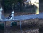 A husky jót szórakozik a trambulinon de a gazdi rajtakapja őt