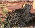 A jaguár ráugrik a kutyára de ezután nagyon látványos dolog történik