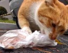 A kóbor macska csak a zacskós ételt fogadja el - a nő követi őt és rájön a titkára
