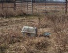 A motoros egy ketrecet talál az út mentén - a kétségbeesett szemek életét örökre megváltoztatják