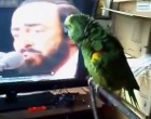 A papagáj kedvenc énekesét Pavarottit látja a tévében - soha nem hallottál még ilyen duettet