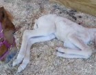A vemhes évekig szenvedő elhanyagolt lovat végre megmentik - majd gyönyörű csikója születik
