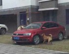 Egy egész banda áll bosszút a férfin aki belerúgott az alvó kutyába a parkolóban
