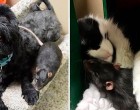 Egy patkányt, egy kutyát és egy cicát hagynak a menhelyen - de nem lehet szétválasztani őket