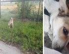 Kidobták a kutyát és otthagyták az erdőben - nem tudja leplezni örömét mikor végre megérkezik a segítség