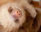 Szívmelengető képek mentett bébilajhárokról