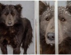 Titokzatos állatot hoznak be a menhelyre -a szakemberek sem tudják milyen fajról van szó