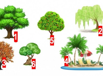 Válassz egy fát és nézd meg, mi vár rád a 2018 évben