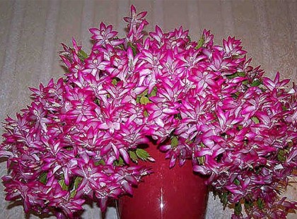 CSAK EGY KANÁL EBBŐL AZ OLDATBÓL ÉS A VIRÁGAID ŐRÜLT TEMPÓBAN FOGNAK NŐNI!