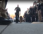 Szívszorító felvétel: rendőrségi díszsorfal előtt ballagott a halálba Pajti – Így búcsúztatták a drogkereső kutyust