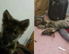 A férfi ingyen kap egy kutyát de hónapokkal később rájön, hogy az nem is kutya
