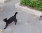 A gazdit nem érdekli hogy kutyája megtámadja a kiscicát - de az anyamacska tudja mit kell tennie