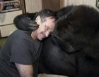 A gorilla megkéri Robin Williamset hogy simogassa meg az arcát de figyeld Kokót mit csinál eközben