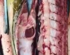 A halász felvágja a kifogott halat és szörnyű dolgot fedez fel