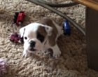 A kis buldog gazdája értésére adja hogy ő egy kemény fickó és oda kell rá figyelni
