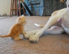 A kiscica a fejétől a farkáig megvizsgálja a pitbullt és a kutya reakciója igazán aranyos