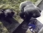 A kisfiú beesik az óriás gorillához az állatkertben és az alfa hím odamegy hozzá