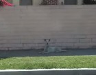 A magára hagyott kutya gazdájára vár hogy visszatérjen de egy ismeretlen megmenti őt
