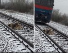 A sebesült kutya a síneken fekszik de barátja nem hagyja őt ott akkor sem amikor közeleg a vonat