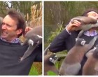 Az élő BBC adás közben egy csapat lemur váratlanul meglátogatja a riportert