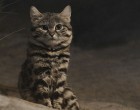 Ez az aranyos fekete-fehér macska a világ leghalálosabb vadásza