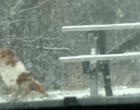 Otthagyják a kutyát a parkban és ő napokon keresztül senki segítségét sem fogadta el