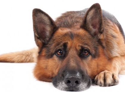 Petárda sebesítette meg egy németjuhász mancsát Szolnokon, a rendőrök segítettek neki