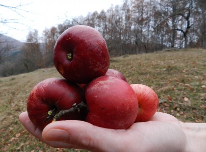 EZ TÖRTÉNIK, HA EGY ALMÁT TESZEL A LEVESBE!