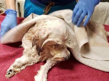 Hetekig halott gazdájához bújva élt Zsazsa kutya egy újpesti lakásban