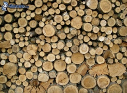 Az emberek 99 százaléka nem veszi észre mi rejtőzik a farakáson… Te megtalálod?