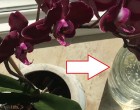 A fokhagyma valódi kincs az orchidea számára! Egy hónap alatt kivirágzott az orchideám!