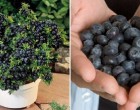 Így termelhetünk kifogyhatatlan mennyiségű áfonyát az udvaron, vagy az erkélyen!