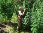 Nézd mi történik, ha kannabiszt fecskendeznek rákos sejtekbe!