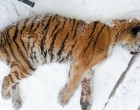 A kétségbeesett szibériai tigris egy orosz faluban az egyik ház ajtaja elé fekszik és segítségre vár