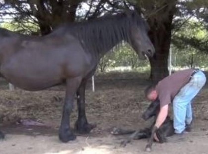Varázslatos videó!Miután a férfi segített a kiscsikó születésénél, megmutatja a csikót anyjának