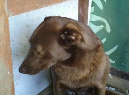 Ez a depressziós kutyus két évig ült magányosan a menhelyen. Senkinek se kellett. Aztán hirtelen ismerős illatot érzett: