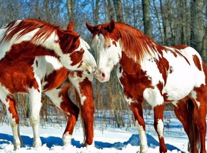 Íme, ezek a világ legszebbnek tartott lovai…