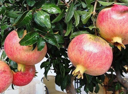 Egyetlen gránátalma magból saját gránátalma fád lehet!