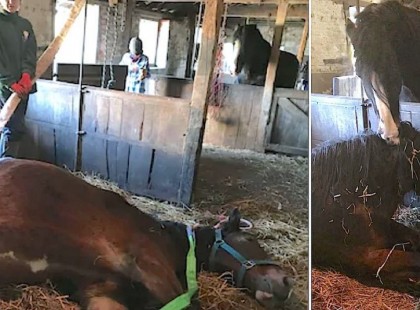 A haldokló ló összeesik és elaltatása előtt néhány perccel legjobb barátja életre kelti őt