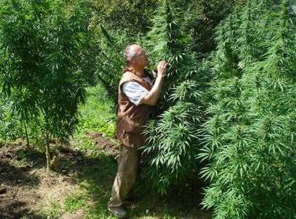 Nézd mi történik, ha kannabiszt fecskendeznek rákos sejtekbe!