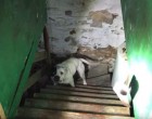 A férfit sokkolja mikor az általa megvett ház alagsorában egy megkötözött kutyát talál