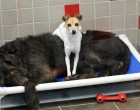A két kóbor kutya elválaszthatatlan a menhelyen - az ott dolgozók kivételt tesznek velük