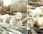 Egy kiéhezett huskyt talál a szemét között, nézd meg hogy néz ki a kutya egy év múlva